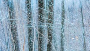 Oak (quercus sp) trees in winter, Nova Scotia (© Scott Leslie/Minden Pictures)(Bing Canada)
