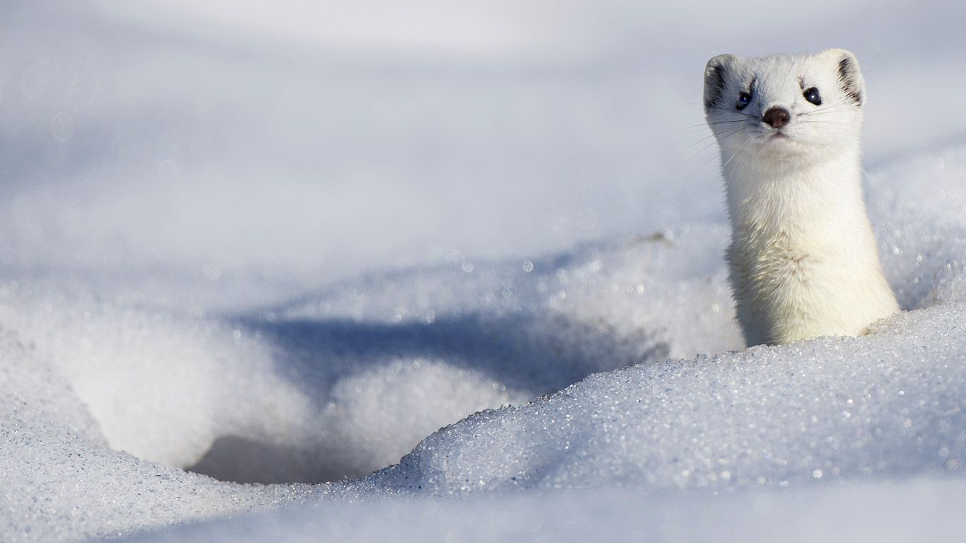A stoat displaying its winter coat