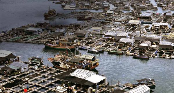 富饶海岛情：三亚沿海渔业经济体系