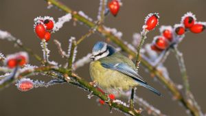 Blue tit (Parus caeruleus) and rose hips in winter frost (© Nature Picture Library/Britain On View/Getty Images)(Bing New Zealand)