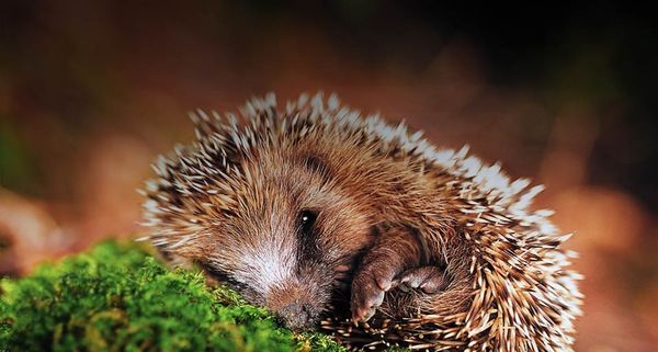 Hedgehog
