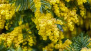 Mimosa (© d!g!tALE by Alessandro Ciabini/Moment)(Bing Italia)