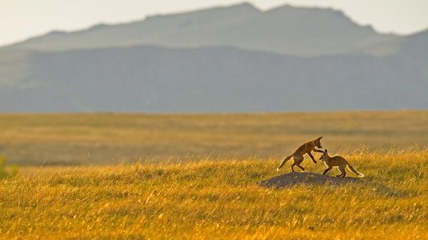 Fox kits playing in the Rocky Mountain foothills near Cascade, Montana