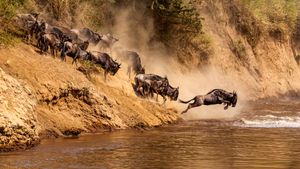 Great wildebeest migration at Mara River, Kenya (© Ayzenstayn/Getty Images)(Bing Australia)