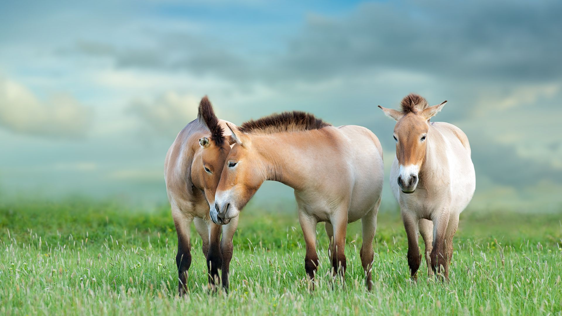 Cavalli di Przewalski