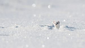 法国，侏罗山区的小白鼬 (© Biosphoto/SuperStock)(Bing China)