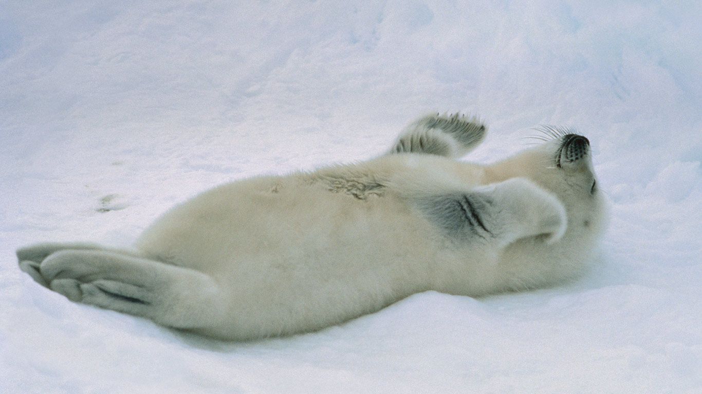 ｢タテゴトアザラシの赤ちゃん｣カナダ, セントローレンス湾