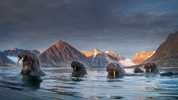 Troupeau de morses dans le nord du Spitzberg, archipel du Svalbard, Norvège
