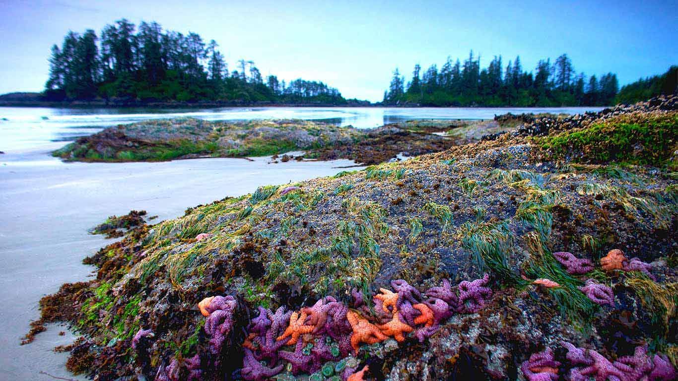 Coral hued sea stars cling to a rock in wave washed Schooner Cove, British Columbia, Canada