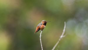 Rufous hummingbird, Golden Gate Park, San Francisco, California, United States (© jeremyborkat/Getty Images)(Bing Australia)