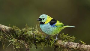 Green-headed tanager in the Atlantic Forest, Brazil (© Nate Chappel/Minden Pictures)(Bing New Zealand)