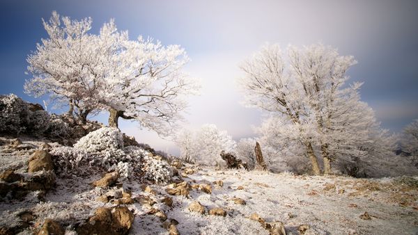Árboles escarchados en la Sierra de Aralar, Navarra, España