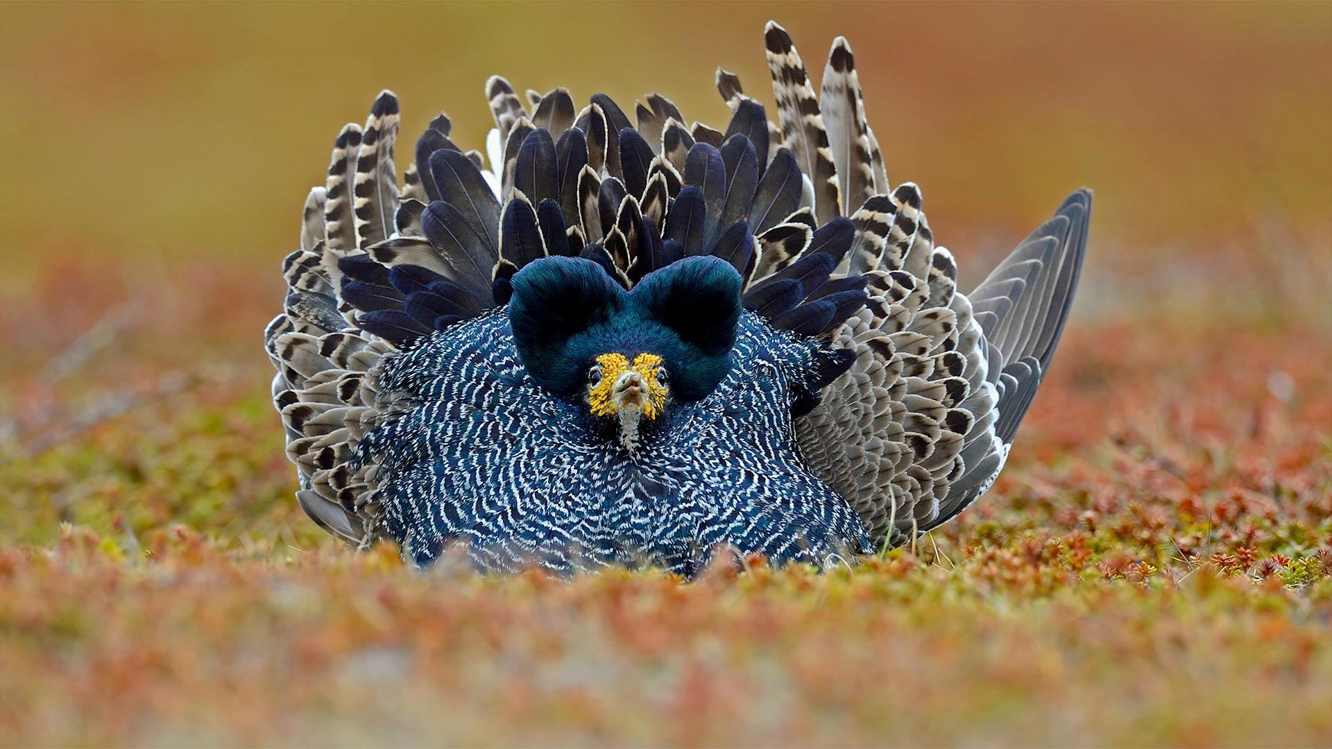 Ruff male displaying its plumage, Varanger Peninsula, Norway