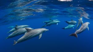 Dolphin pod near Réunion island, Indian Ocean, overseas department of France (© Joost van Uffelen/Shutterstock)(Bing Australia)