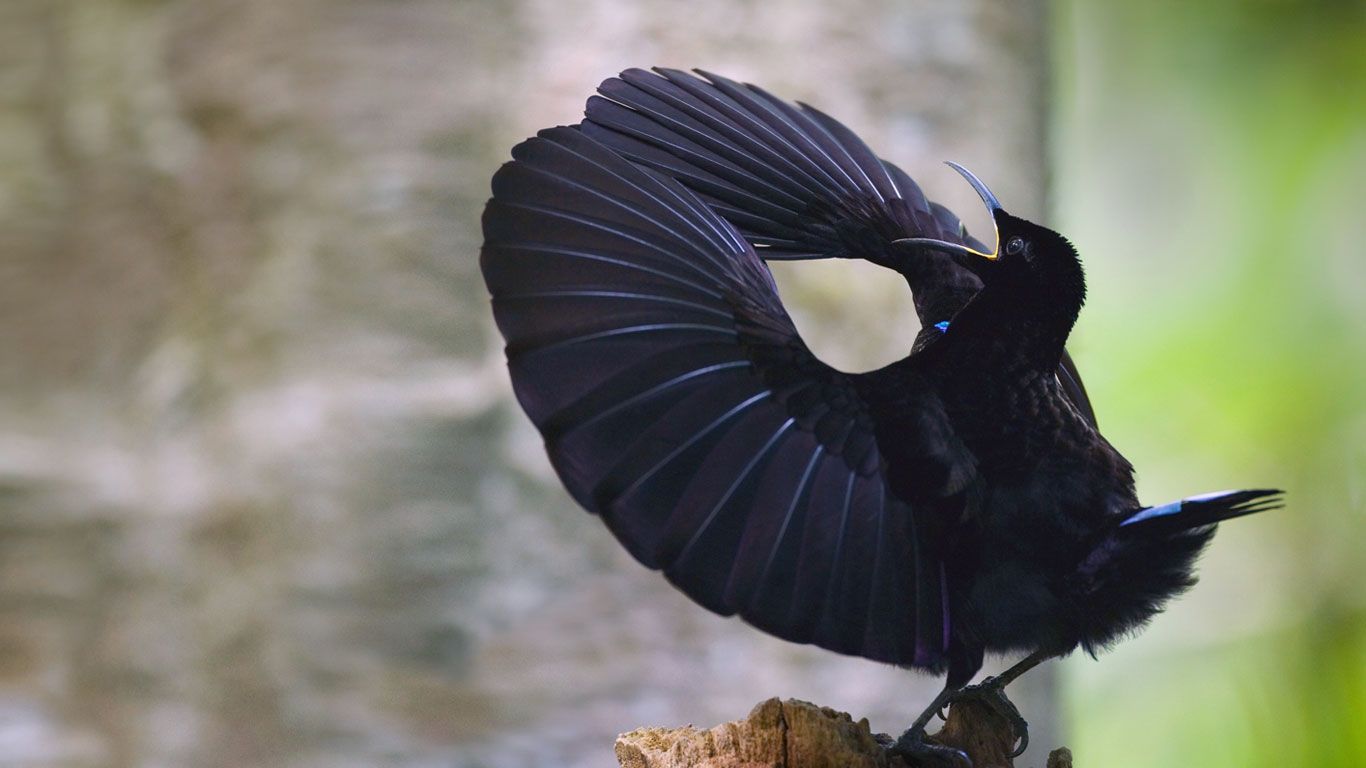 Victoria's riflebird in Wooroonooran National Park, Wet Tropics World Heritage Area, Queensland, Australia