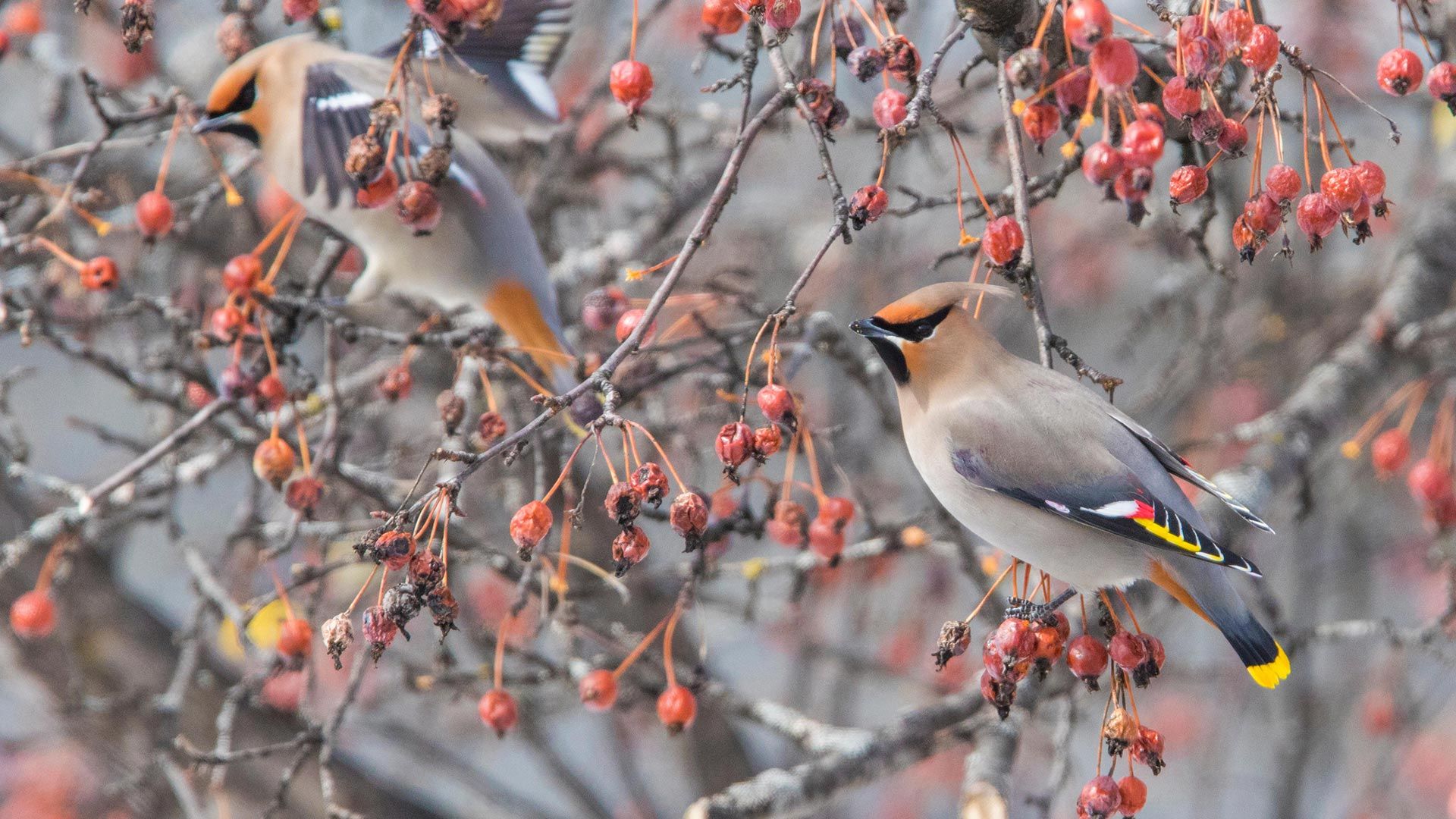 Bohemian waxwing, Canada