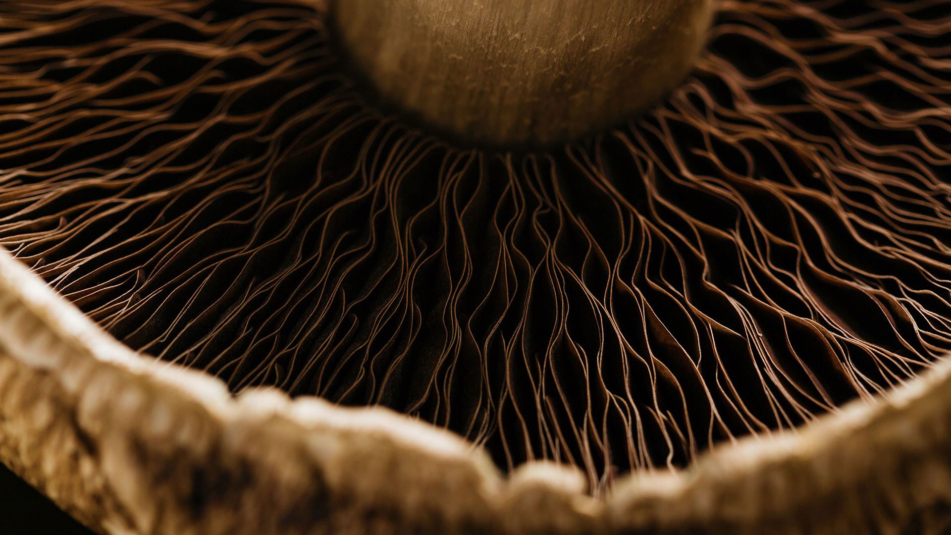 Detail of a portobello mushroom