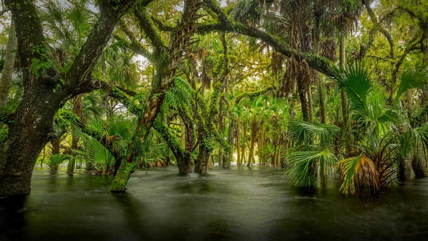 Myakka River State Park, Florida