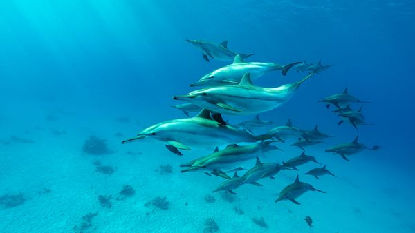 Branco di delfini stenella striata nel Mar Rosso, Marsa Alam, Egitto