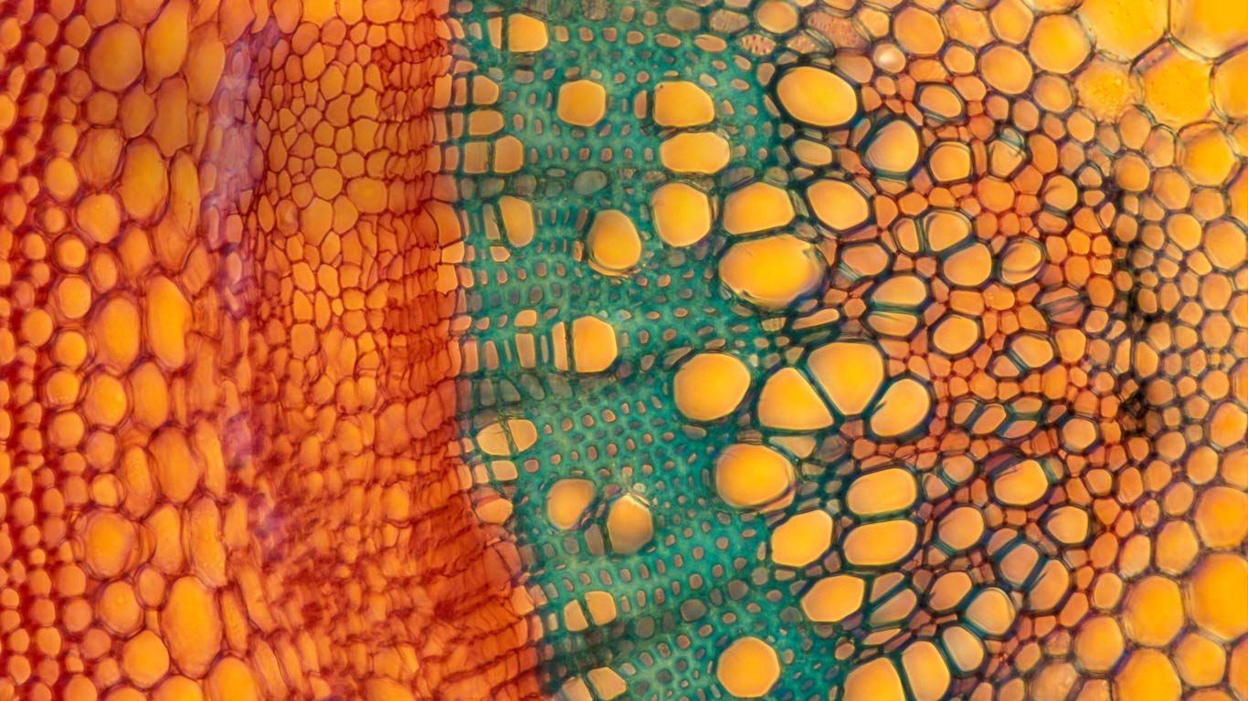 Elderberry stem cross section