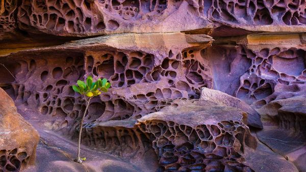 Honeycomb weathering in the Koolama Bay, Northwest Australia