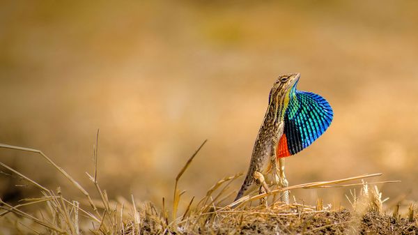 Fan-throated lizard in the Ghoradeshwar Hills, Pune, Maharashtra, India