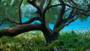 Mangrove seen from underwater, Aldabra, Seychelles (© Expeditieteam Aldabra/Foto Natura/Minden Pictures)(Bing New Zealand)