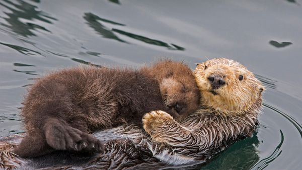 Sea otter mother and pup, Monterey Bay, California, USA