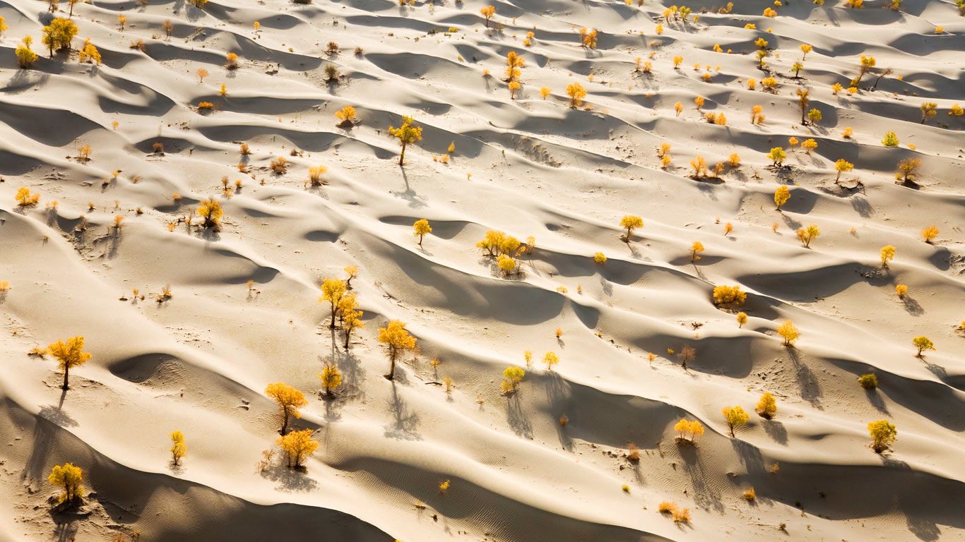 Sand dunes and yellow poplar trees, Taklamakan Desert, China