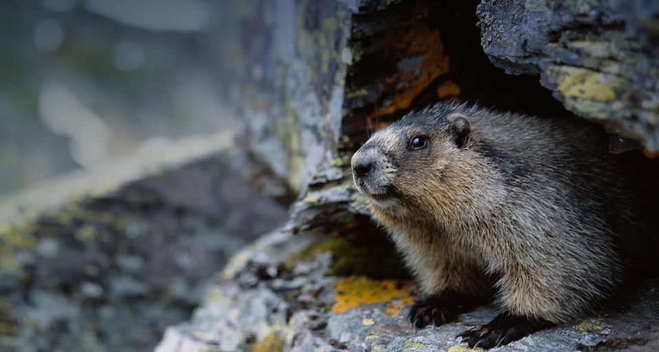 Groundhog