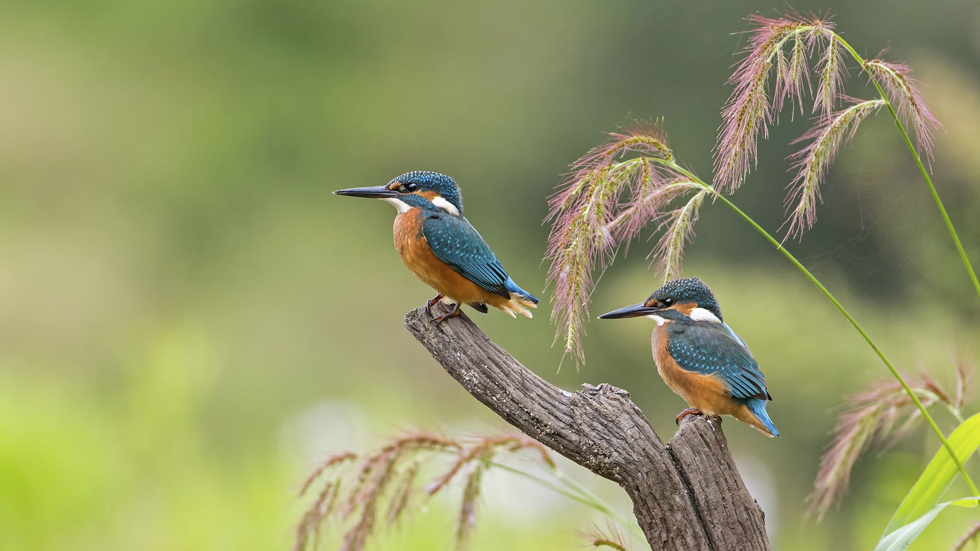 Junge Eisvögel, Sachsen-Anhalt, Deutschland