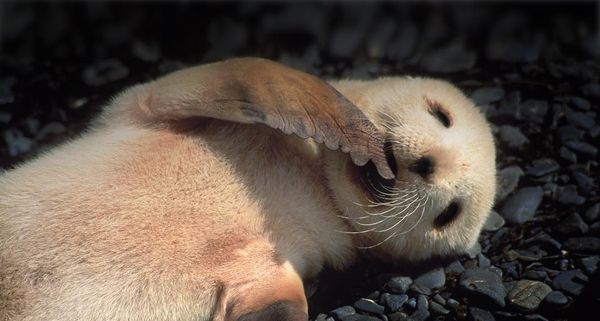 Antarctic fur seal