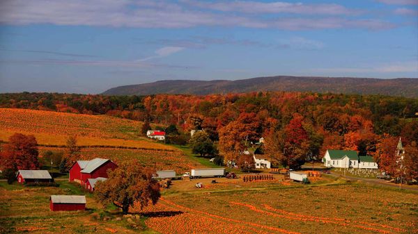 A pumpkin patch in Columbia County, Pennsylvania, USA