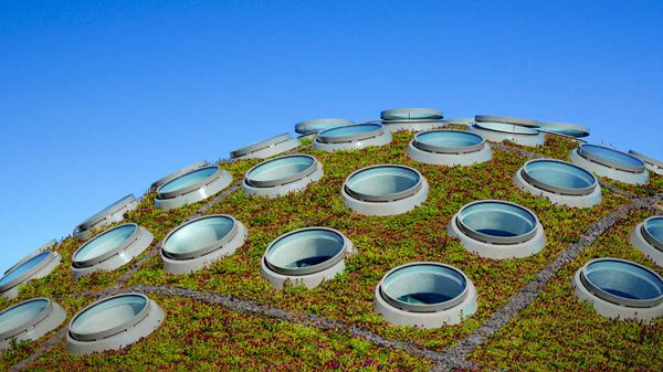 The Living Roof, California Academy of Sciences, Golden Gate Park, San Francisco, California, USA