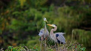 正在筑巢的大蓝鹭，佛罗里达州瓦可达哈齐湿地，美国 (© Imagebroker/Alamy)(Bing China)