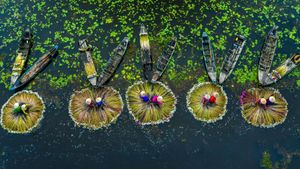 Water lily harvest, Mekong River Delta, Long An, Vietnam (© Khanh Phan/Solent News/Shutterstock)(Bing United States)