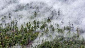 【今日霜降】林芝市的云雾森林，西藏高原 (© Media Drum World/Aurora Photos)(Bing China)