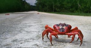 Christmas Island Red Crab (Gecarcoidea natalis) walking on a road, Christmas Island, Australia (© Minden Pictures/Superstock) &copy; (Bing Australia)