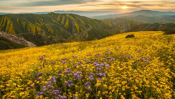 Superbloom in Carrizo Plain National Monument, California, United States
