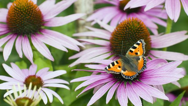Small tortoiseshell butterfly feeding on flower nectar, Lower Saxony, Germany