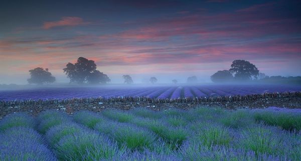 LavenderFields