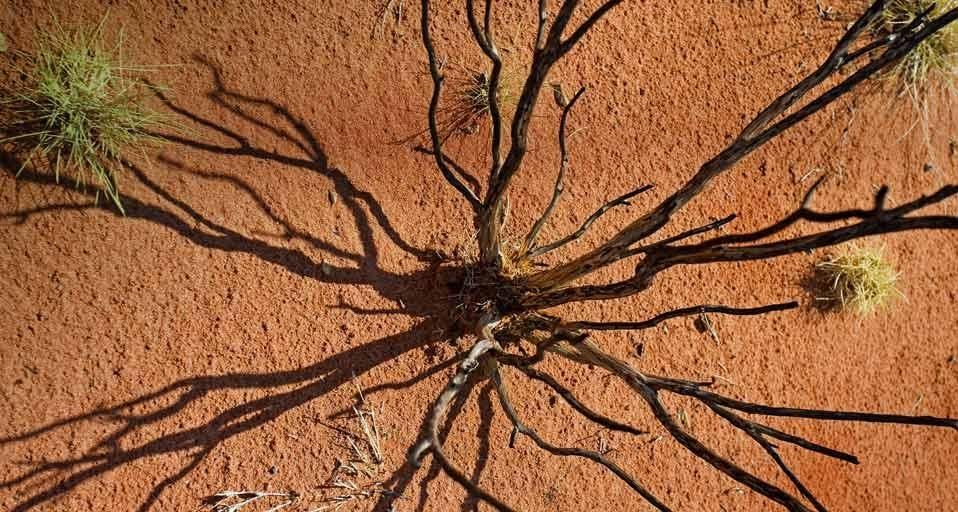 UluruPlant