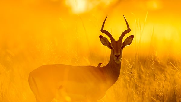 Impala with red-billed oxpecker in Moremi Game Reserve, Botswana