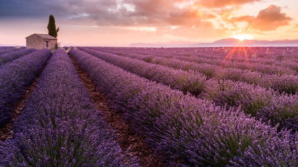 Champ de lavande sur le plateau de Valensole au lever du jour, Alpes-de-Haute-Provence