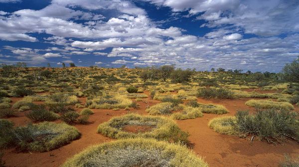 Spinifex rings in Little Sandy Desert, Western Australia
