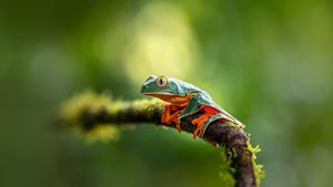 Grenouille Cruziohyla calcarifer (© Jan Stria/Shutterstock)(Bing France)