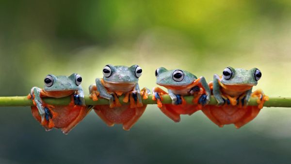 Four Javan tree frogs sitting together on a stalk in Indonesia