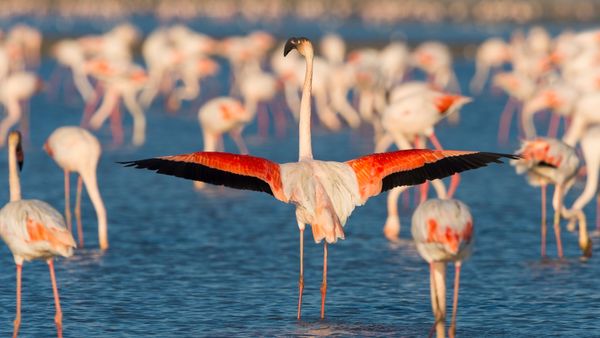 Flamant rose, Saintes-Maries-de-la-Mer, Parc naturel régional de Camargue, Languedoc-Roussillon