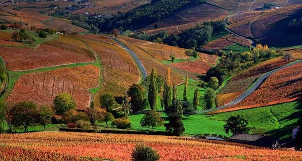 BeaujolaisLandscape