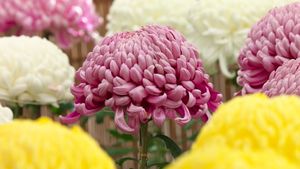 ｢菊の花｣東京都, 調布市 (© Juan-Carlos Munoz/Minden Pictures)(Bing Japan)